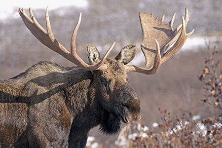 A moose in the Chugach in the fall Photo by Ken Marsh