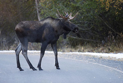 An urban moose in Anchorage Mother moose can be quite protective of young in the spring Photo by Ken Marsh