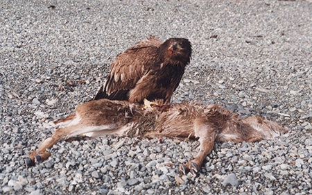 A juvenile Bald Eagle scavenges a Sitka blacktailed deer Photo by Tim Bowman