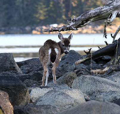 A young Sitka blacktailed deer shows his namesake tail These deer are native to Southeast Alaska Photo by Phil Mooney
