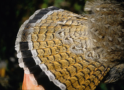 The tail fan of a redphase ruffed grouse taken near Palmer Photo by Ken Marsh