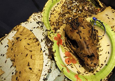 Beetles and larvae at work on a bear skull