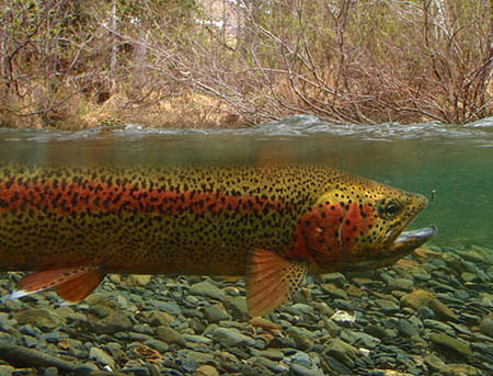 Shane Herzog photograped this rainbow in its own environment