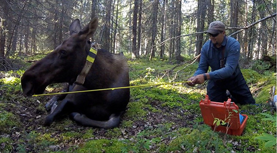 Dan Thompson takes the temperature of the animal39s breath