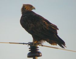 Denali National Park is home to the greatest density of nesting golden eagles in North America Photo by Doug Backlund