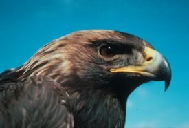 An immature golden eagle in Denali Park Only 20 to 35 percent of young golden eagles survive their first year Photo by Carol McIntyre