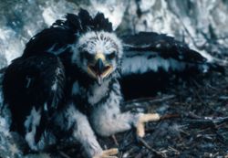 A golden eagle chick in a nest in Denali National Park Unlike bald eagles golden eagles have completely feathered legs Photo by Carol McIntyre