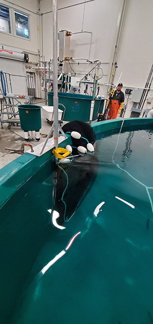A seine is folded on the rim of a round tank the floats keep the top edge of the seine net at the surface and the netting hangs like a curtain underneath Note the pole bracket held in place with clamps on the side of the tank