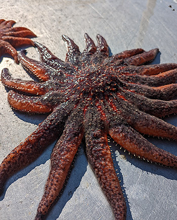 Sunflower Sea Stars caught during Southeast Alaska king crab surveys are measured before being released Photo by Kat Leavitt