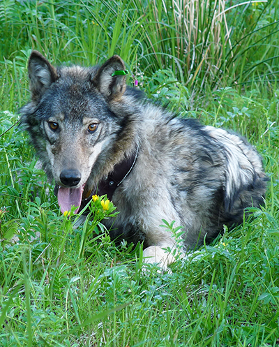 emRadio and GPScollared wolf on Prince of Wales Island in Southeast Alaskaem