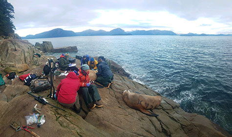 Back in November 2018 an ADFampG crew satellite tags and samples two females at Perry Island in Prince William Sound  Researchers darted and captured seven females in the fall of 2019 near Kodiak Island All work and photographs are authorized by the ADFampG Animal Care and Use Committee and NOAA Permit 22298