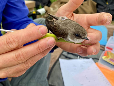 A Bank Swallow is equipped with a tiny Motus tag to enable tracking