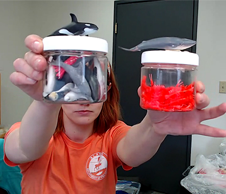 Kelsea Anthony compares two ldquofood jarsrdquo with models of prey animals and predators ndash  a jar filled with one kind of food item for a filter feeding specialist and another with a dozen different prey animals for a generalist