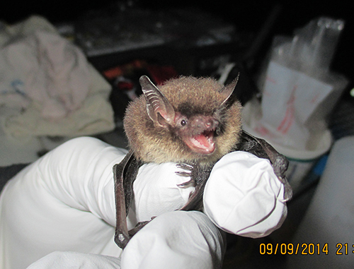 A researcher holds a little brown bat before release