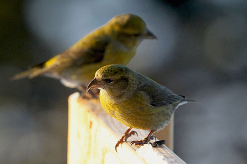 Red Crossbills on the mountain above Potter Valley Photo by Arin Underwood