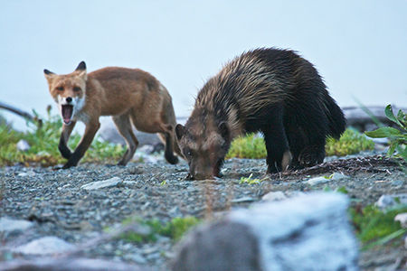 A red fox and wolverine side by side at McNeil River The sanctuary area offers opportunities to see more than ldquojustrdquo brown bears Photo by Drew Hamilton