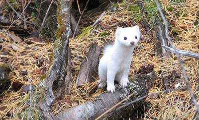 Haida ermine in winter Photo wikimedia commons