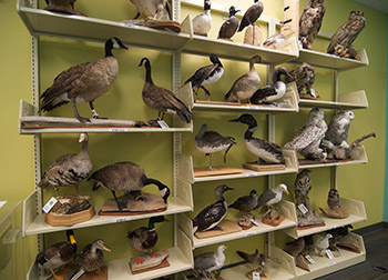 Birds available for checkout from the taxidermy collection