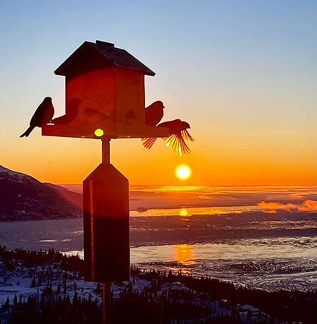 Project Feederwatch is hosted by the Cornell Lab and runs NovemberApril of every year Photo by Kay Underwood