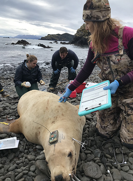 Dr Michelle Oakley performs a physical examination to assess a sea lion39s condition making note of anything unusual Physiologist Mandy Keogh collects samples while Michael Rehberg stands by  Forceps clipped to the ear help hold the endotracheal tube for anesthesia in place The GPS tag is epoxied to the sea lionrsquos head