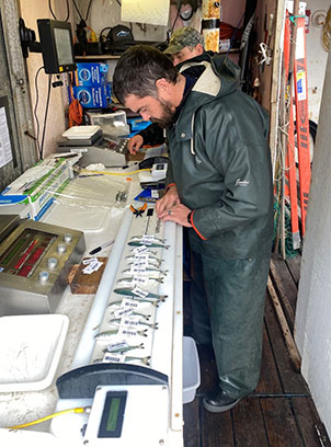 The author Biologist Ben Gray collecting tissue samples from fish fins Geneticists use these fin clips to determine juvenile salmon stock of origin