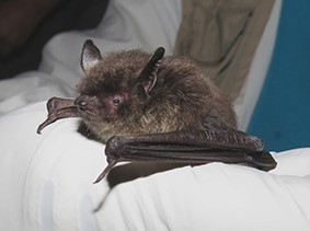A Little Brown Bat ADFampG photo