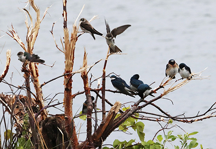 Swallows escape a windstorm at Lake Hood The group includes Tree Swallows a Violetgreen Swallow a Cliff Swallow and a pair of Bank Swallow