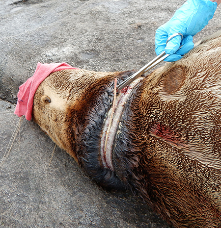 A marine mammal biologist cuts a band off the neck of a sedated Steller sea lion on a beach in Southeast Alaska The band has cut through the skin into the layer of white fat or blubber This work was done under NOAA permit  18786