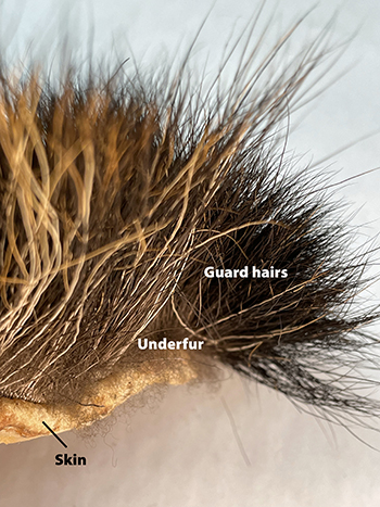 A piece of moose hide with both soft underfur and long guard hairs visible Moose guard hairs help protect the shorter softer underfur