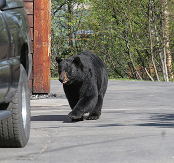 A black bear strolls through a suburban Anchorage neighborhood Much of Alaska is prime bear habitat In many cases bears near towns peacefully coexist with people Photo by Tim Bowman