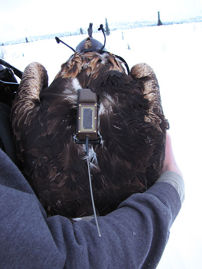 A golden eagle GPS transmitter