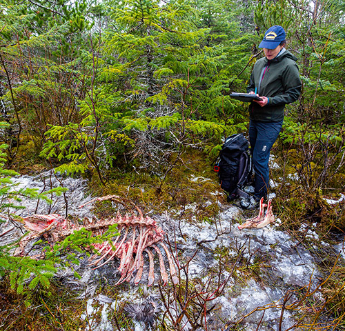 Wildlife biologist and wolf researcher Gretchen Roffler investigates a quotkill sitequot where a pack of wolves killed and ate a moose on the Gustavus Forelands Photo by Sean Neilson