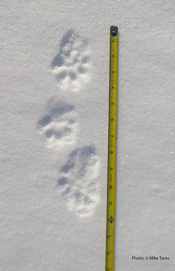Marten tracks Photo by Mike Taras