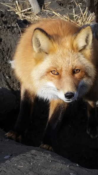Red fox are common on Round Island