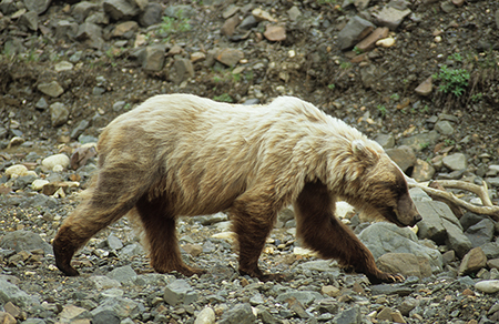 A brown or grizzly bear in Denali National Park Photo by Jeff Mondragon