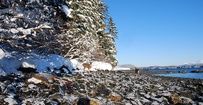 A survivor stands near a fallen comrade on northern Chichagof Island Deer faced snow nine feet deep above the high tide line in April of 2007 They fared far better this past spring Riley Woodford photo