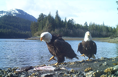 Bald Eagles scavenge a halibut carcass Tim Bowman photo