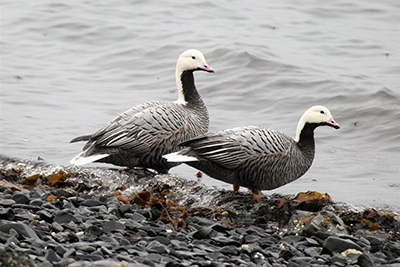 Emperor Geese