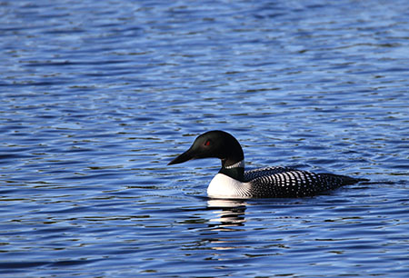 Common Loon photo by Shelby McCahon