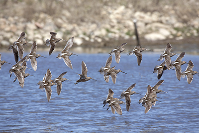 A flock of Dowtichers Photo by Shelby McCahon