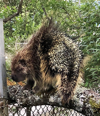 A defensive porcupine doesn39t shoot quills but a hard smack from that muscular tail can be shockingly fast  and the quills embed and release