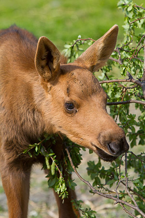 A captive moose at the Alaska Wildlife Conservation Center Mother moose are notoriously protective of their young and statistically are more dangerous than bears Don39t approach young moose Photo by Dave LindstrandAWCC