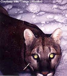 Nocturnal visitor This photo was taken by a motion triggered trail camera west of Yellowstone National Park This mountain lion appears to have a porcupine quill in cheek Trail cameras provide the best evidence of elusive and nocturnal mountain lions