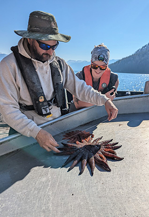 Fisheries Biologist Adam Messmer measures a couple Sunflower Sea Stars Pycnopodia as Kat Leavitt watches Pycnopodia are documented during annual summer crab surveys in Southeast Alaska waters aboard the rv Medeia