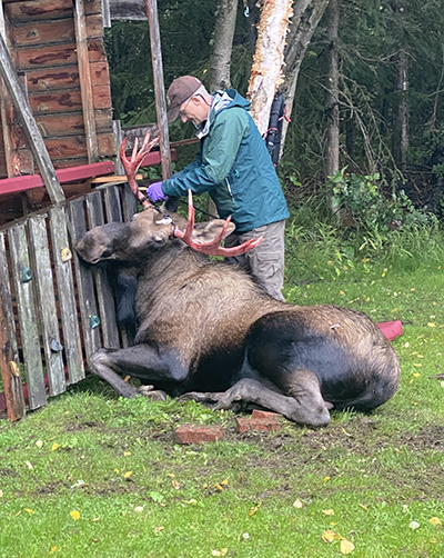 Dave Battle untangles a moose caught in telephone wires  after darting it The dart is visible on it39s haunch