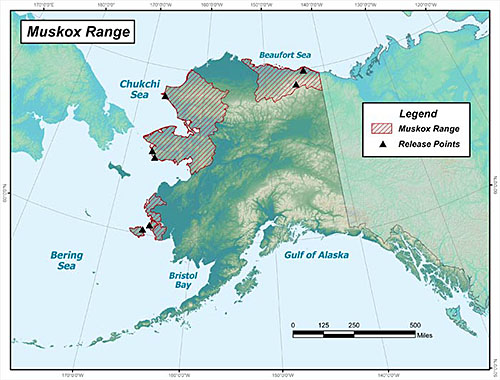 The location of various muskox populations in Alaska with introduction sites marked