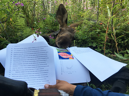 Dan Thompson edits his manuscript in the field with the assistance of a moose calf