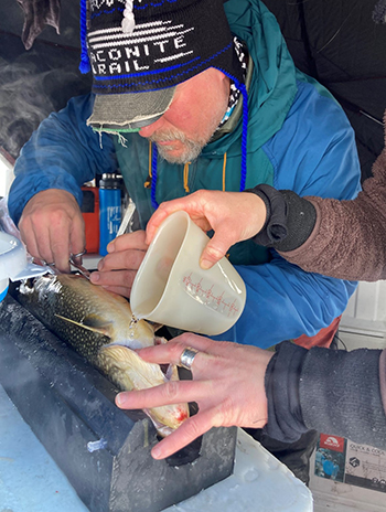 ADFampG Fish and Wildlife Technician Brian Colyard sews up the stomach of a Tangle Lakes lake trout after surgically implanting a radio transmitter in the fish in April 2022 while fisheries biologist April Behr pours water over the fish39s gills