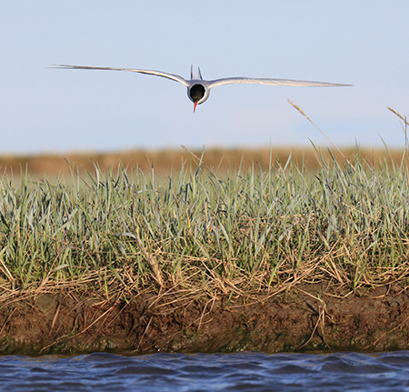 Arctic terns are the ultimate seekers of summer conditions ndash they breed in the summer in Arctic and subArctic coastal areas and then return to the summer of the South Pole along the edge of Antarctic pack ice Both tern photos by Tim Bowman