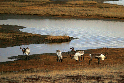Caribou in the Western Arctic Herd Photo by Jim Dau